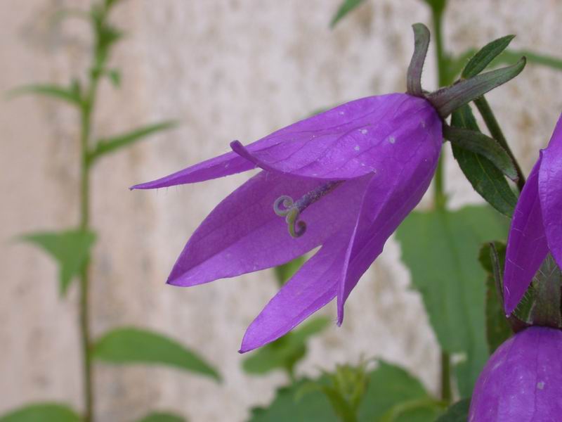 Campanula rapunculoides / Campanula serpeggiante